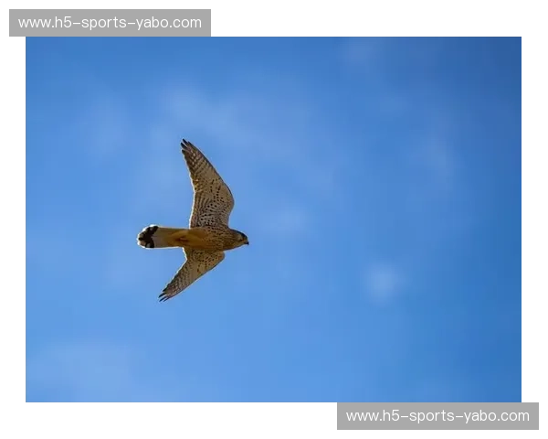 鹰湖鏖战：历史性对决的魅力与深度解析